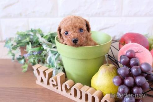 成約済の滋賀県のトイプードル-240666の2枚目