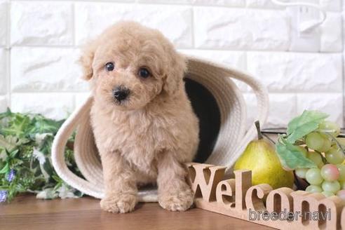 成約済の滋賀県のトイプードル-240760の1枚目