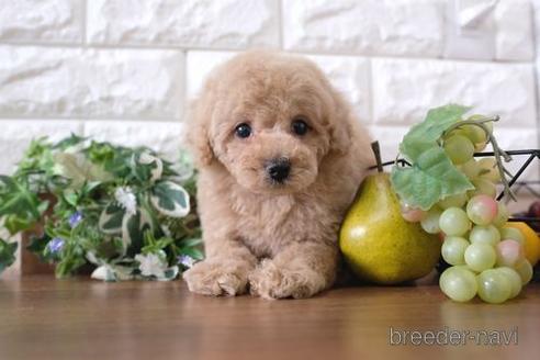 成約済の滋賀県のトイプードル-240760の6枚目