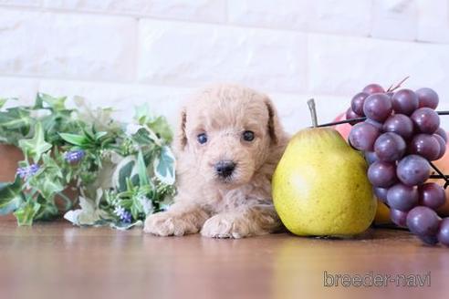 成約済の滋賀県のトイプードル-240760の3枚目