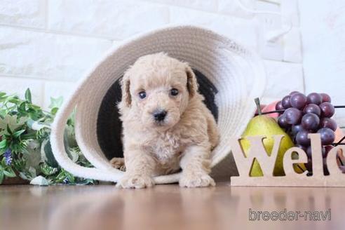 成約済の滋賀県のトイプードル-240760の2枚目