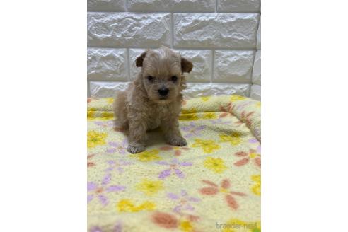 成約済の大阪府のマルプー:マルチーズ×トイプードル-243479の1枚目