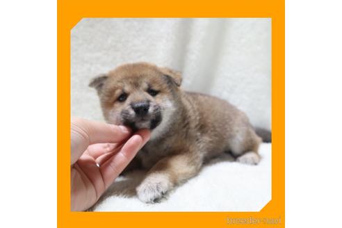 成約済の岡山県の柴犬-239247の7枚目