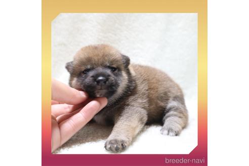 成約済の岡山県の柴犬-240871の19枚目