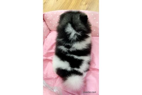 成約済の大阪府のポメラニアン-243539の3枚目