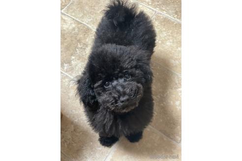 成約済の埼玉県のトイプードル-232792の2枚目