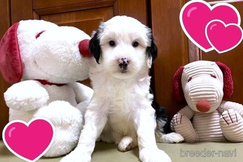 成約済の茨城県のミックス犬-243603の4枚目