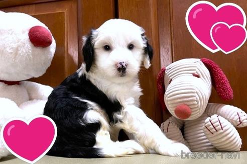 成約済の茨城県のミックス犬-243603の5枚目