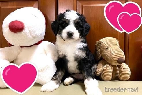 成約済の茨城県のミックス犬-243604の1枚目