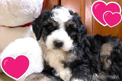 成約済の茨城県のミックス犬-243604の3枚目