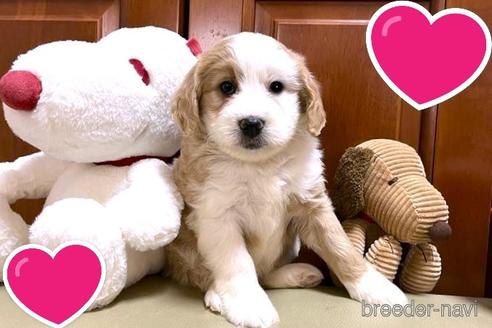 成約済の茨城県のミックス犬-243605の4枚目
