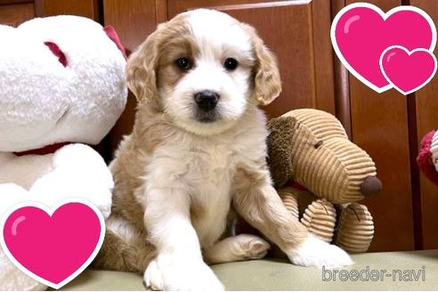 成約済の茨城県のミックス犬-243605の5枚目