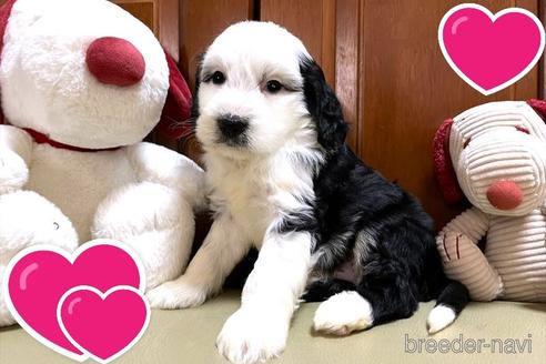 成約済の茨城県のミックス犬-243607の1枚目