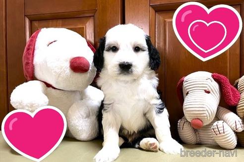 成約済の茨城県のミックス犬-243607の2枚目