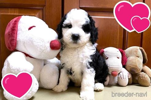 成約済の茨城県のミックス犬-243609の10枚目