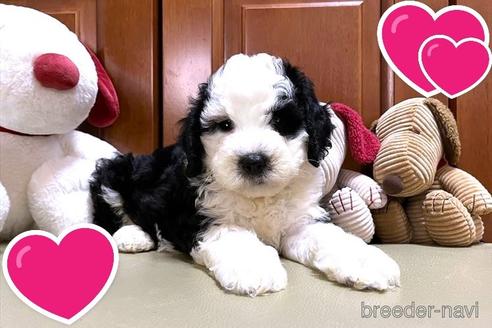 成約済の茨城県のミックス犬-243609の11枚目