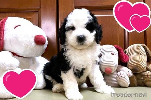 成約済の茨城県のミックス犬-243609の12枚目
