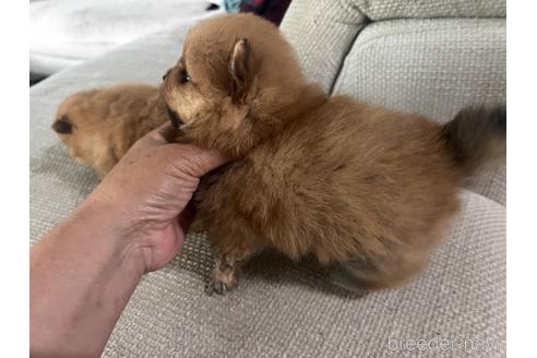 成約済の埼玉県のポメラニアン-243617の3枚目