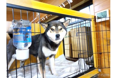 販売中の岐阜県の柴犬-243622の14枚目