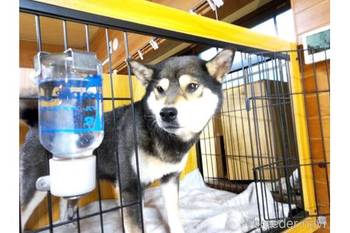 成約済の岐阜県の柴犬-243622の12枚目