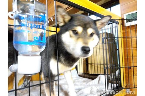 成約済の岐阜県の柴犬-243622の13枚目