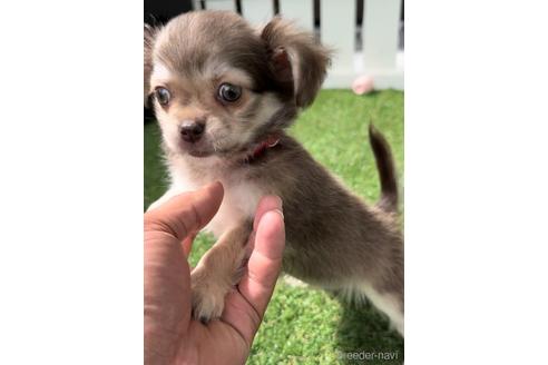 成約済の福岡県のミックス犬-237369の4枚目