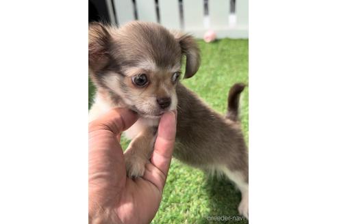成約済の福岡県のミックス犬-237369の5枚目