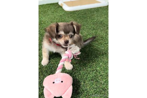 成約済の福岡県のミックス犬-237369の2枚目
