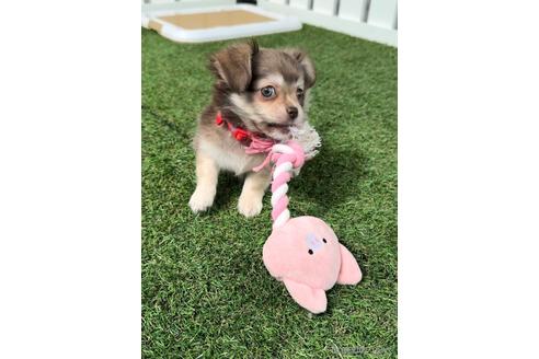 成約済の福岡県のミックス犬-237369の3枚目