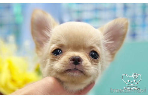 成約済の愛知県のチワワ(ロングコート)-243674