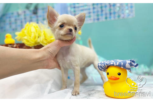 成約済の愛知県のチワワ(ロングコート)-243674の6枚目