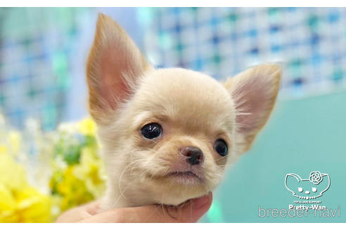 成約済の愛知県のチワワ(ロングコート)-243674の3枚目