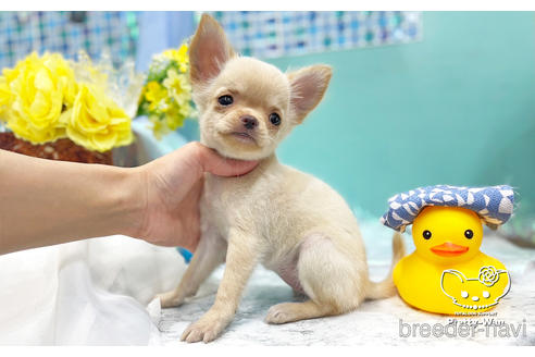 成約済の愛知県のチワワ(ロングコート)-243674の4枚目