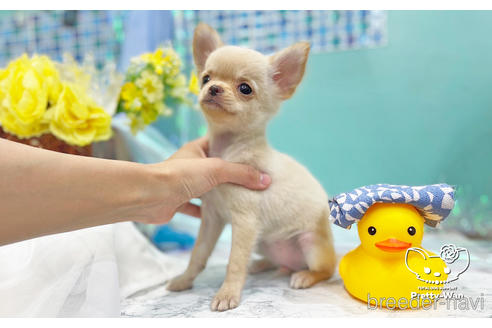 成約済の愛知県のチワワ(ロングコート)-243674の5枚目