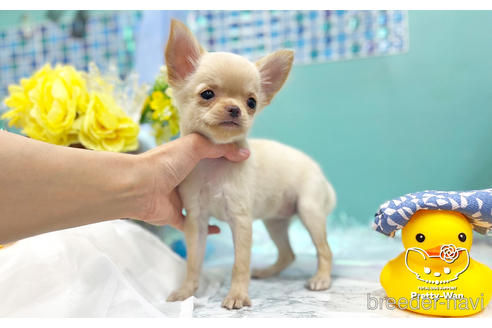 成約済の愛知県のチワワ(ロングコート)-243674の2枚目