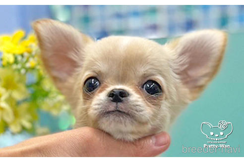 成約済の愛知県のチワワ(ロングコート)-243676