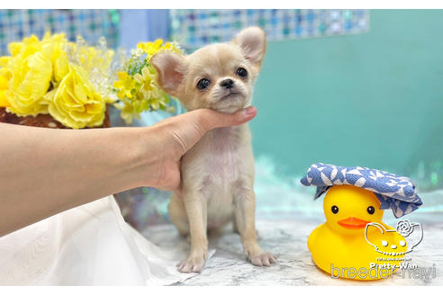 成約済の愛知県のチワワ(ロングコート)-243676の4枚目