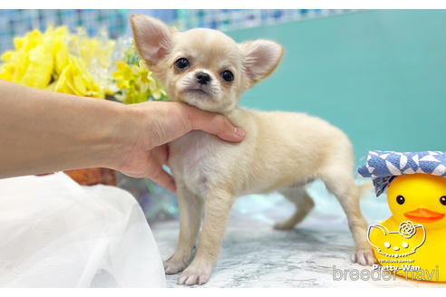 成約済の愛知県のチワワ(ロングコート)-243676の2枚目