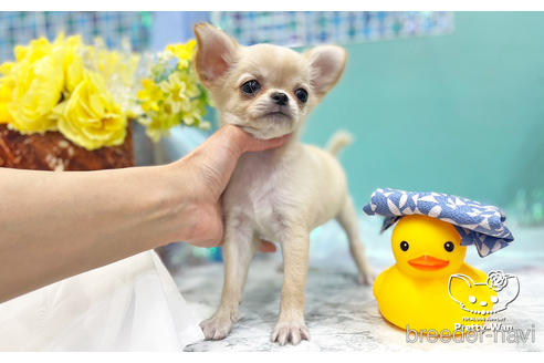 成約済の愛知県のチワワ(ロングコート)-243676の3枚目