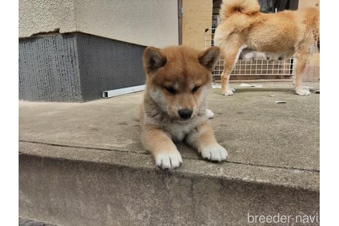 成約済の岡山県の柴犬-235487の1枚目