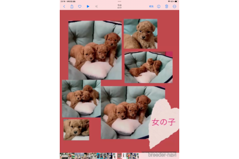 販売中の滋賀県のタイニープードル-243701
