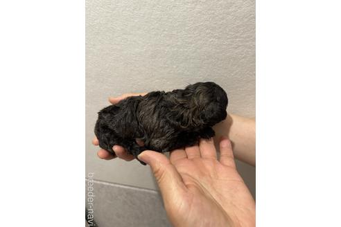 成約済の香川県のタイニープードル-243308の2枚目