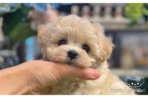 成約済の愛知県のマルプー:マルチーズ×トイプードル-243735の1枚目