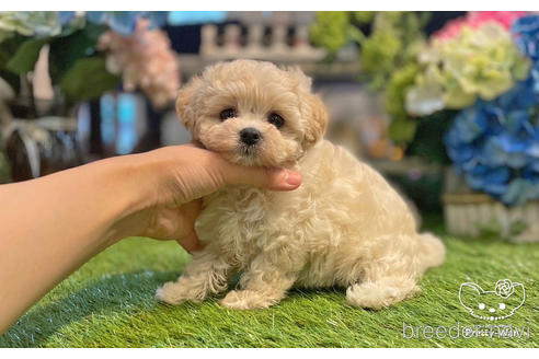 成約済の愛知県のマルプー:マルチーズ×トイプードル-243735の4枚目