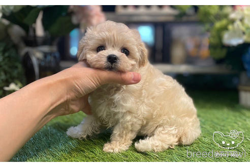 成約済の愛知県のマルプー:マルチーズ×トイプードル-243735の3枚目