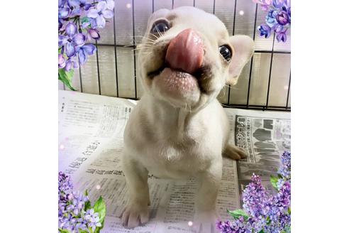 成約済の茨城県のフレンチブルドッグ-242752の61枚目