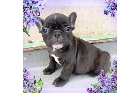 成約済の茨城県のフレンチブルドッグ-242765の11枚目
