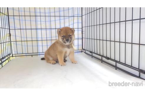 成約済の茨城県の柴犬-243816