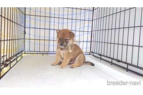 成約済の茨城県の柴犬-243816の2枚目