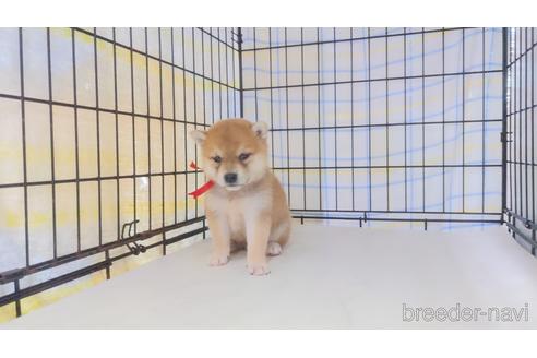 成約済の茨城県の柴犬-243817の1枚目
